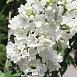 Сирень обыкновенная 'Рочестер' (белая)