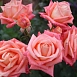 Роза 'Коника' (чайно-гибридная) (кораловая)