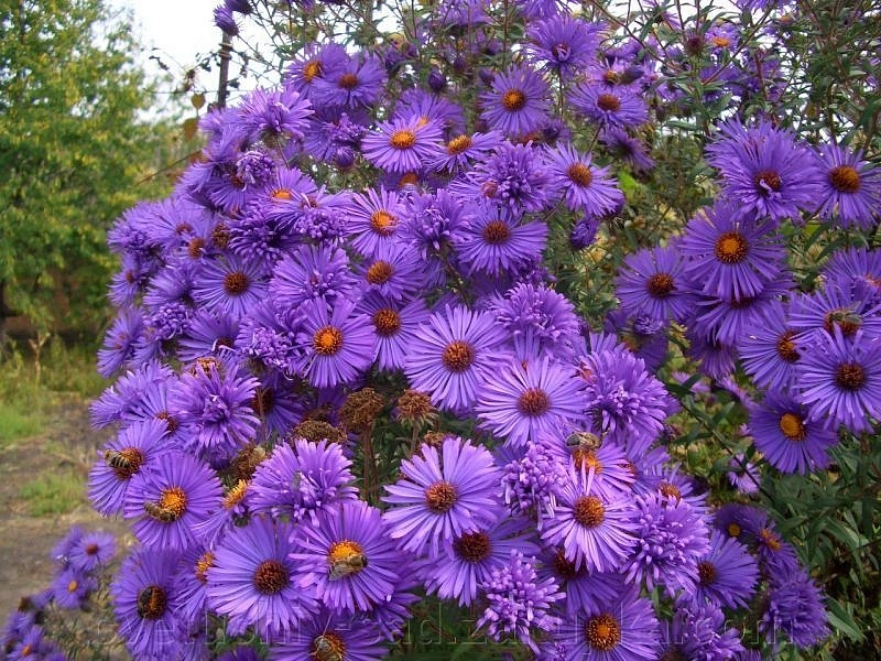 Астра новобельгийская (сиреневая)