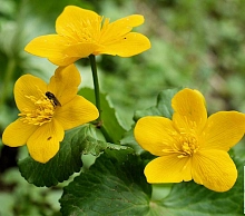 Калужница болотная