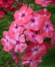 Флокс метельчатый 'Радость жизни'