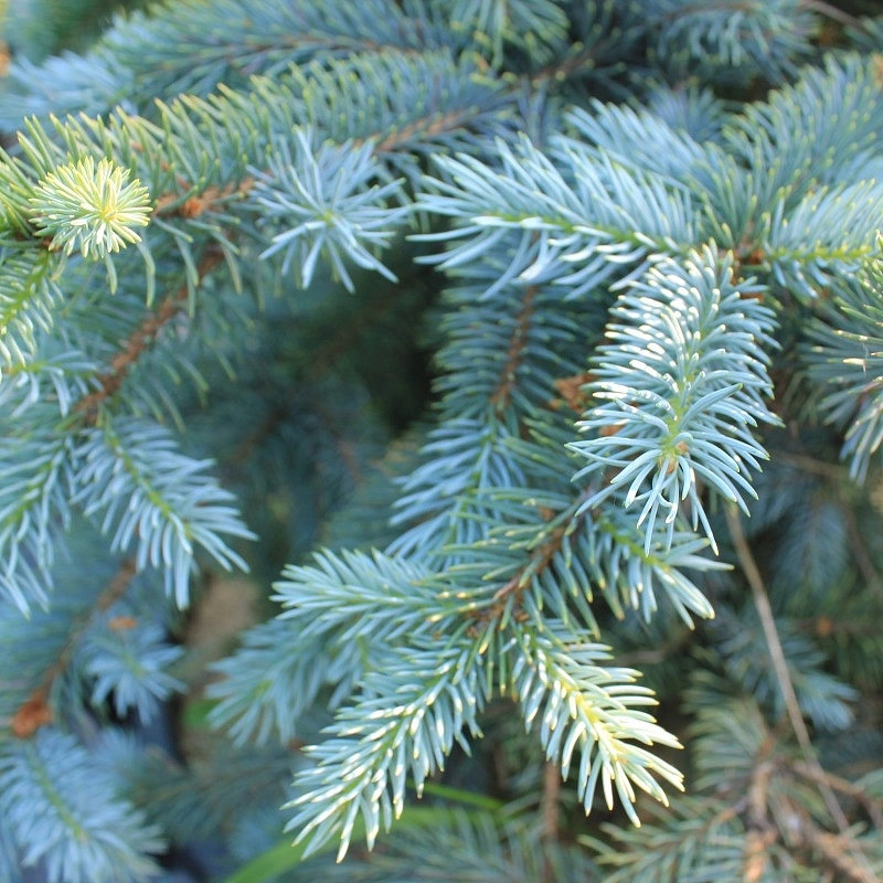 Ель колючая Голубая