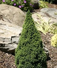 Ель сизая (канадская, белая) 'Цукерхут'