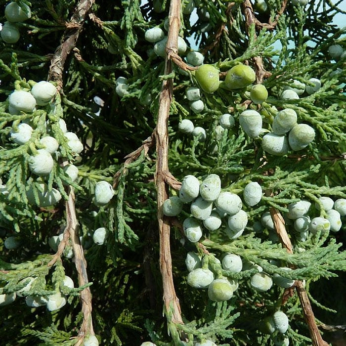 Можжевельник горизонтальный 'Вилтони'