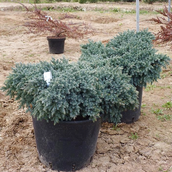 Можжевельник чешуйчатый 'Блу Стар'
