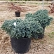 Можжевельник чешуйчатый 'Блу Стар'