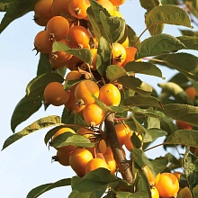 Яблоня декоративная 'Голден Хорнет'