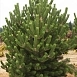 Сосна черная 'Орегон Грин'