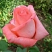 Роза 'Нобилис' (чайно- гибридная) (розовая)