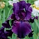 Ирис германский (бородатый) 'Суперстишн' 