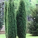 Можжевельник обыкновенный 'Хиберника'