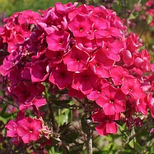 Флокс метельчатый 'Киев Праздничный'
