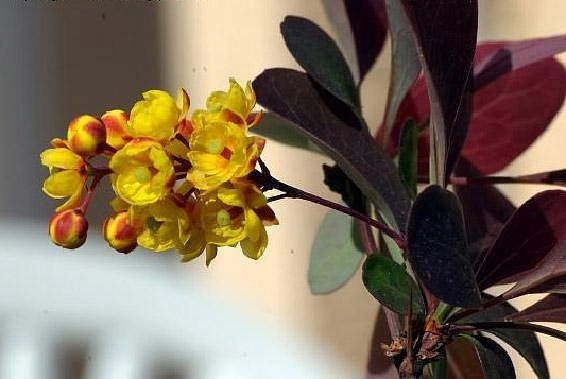 Барбарис оттавский 'Аурикома'