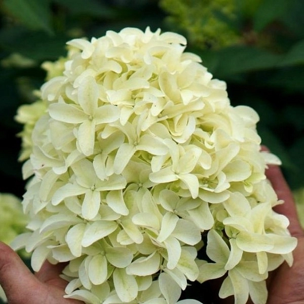 Гортензия метельчатая 'Скайфолл'