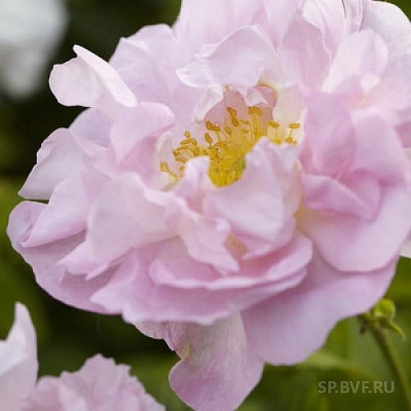 Роза 'Свит Аделин' (парковая) (розовая)