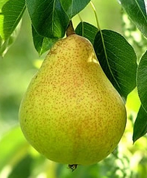 Груша 'Верная'