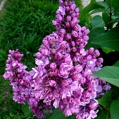 Сирень обыкновенная 'Мишель Бюхнер' (фиолетово - розовая)