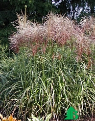 Мискантус китайский 'Давид'