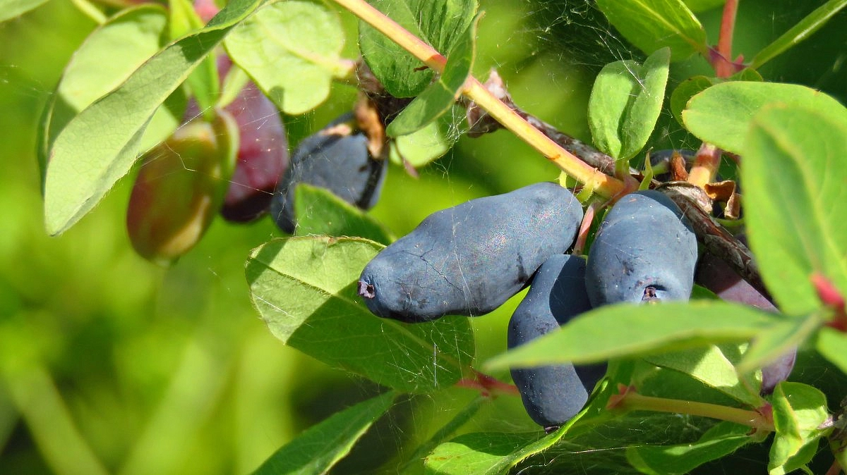 Жимолость съедобная 'Альтаир'