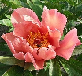Пион Ито-гибрид 'Нью Орандж' (коралово - персиковый)