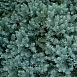 Можжевельник чешуйчатый 'Блу Стар'