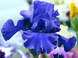 Ирис германский (бородатый) 'Этернал Блисс' 