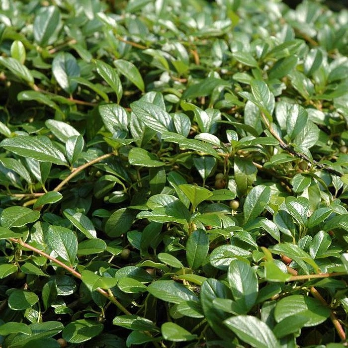 Кизильник Даммера 'Майор'