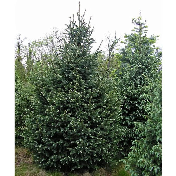 Ель колючая