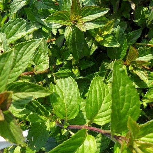 Мята гибридная (овощная) 'Ворожея'