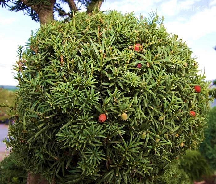Тис ягодный