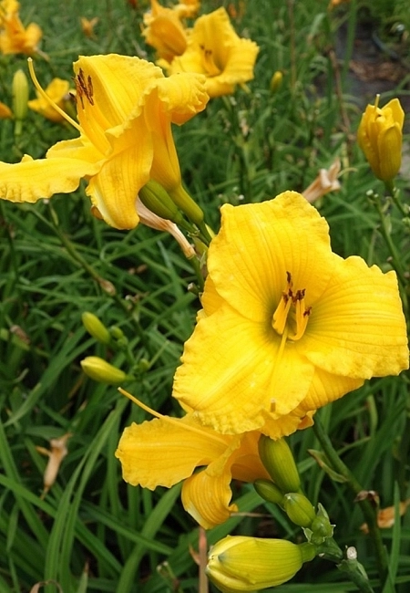 Лилейник гибридный 'Бакабана'