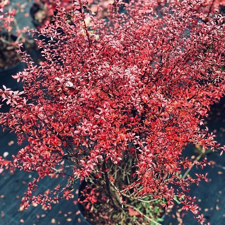 Барбарис Тунберга 'Ред Дрим'