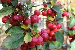 Яблоня декоративная 'Ред Сентинел'