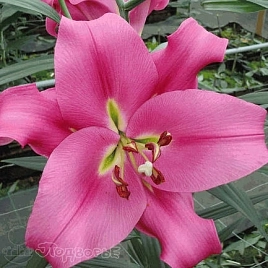 Лилия 'Боумор' (розовая)