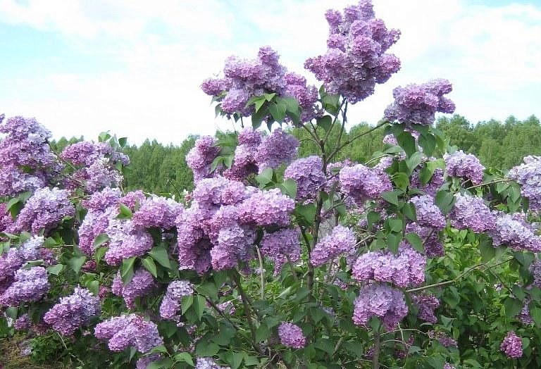 Сирень обыкновенная 'Мечта' (сине -лиловая)