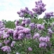 Сирень обыкновенная 'Мечта' (сине -лиловая)