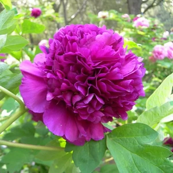 Пион древовидный 'Дак Блэк-Пурпл' (пурпурный)