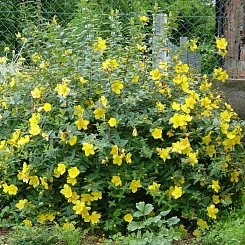 Зверобой раскидистый