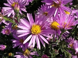 Астра кустовая 'Питер Пэн' (розовая)