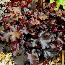 Гейхера 'Блек Бьюти'