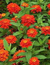 Цинния мариландская 'Захара Фаер' (оранжевая)