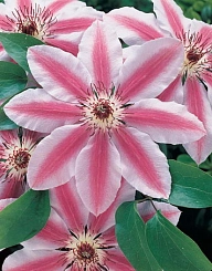 Клематис 'Нелли Мозер'