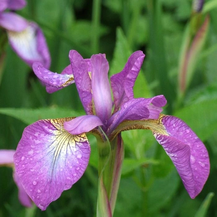 Ирис сибирский 'Спарклин Роуз'