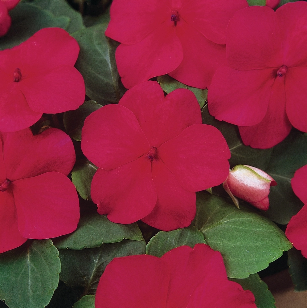 Бальзамин Уоллера 'Экспо Руби' (темно-красный)