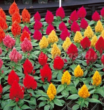 Целозия метельчатая карликовая 'Кимоно' (микс)