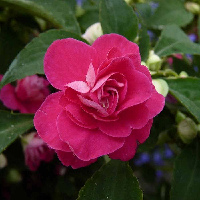 Бальзамин Уоллера