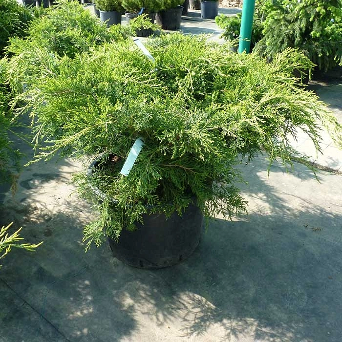 Можжевельник пфитцериана 'Пфитцериана Аурея'