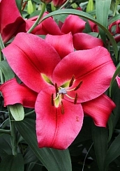 Лилия 'Карбонеро' (темно розовая)