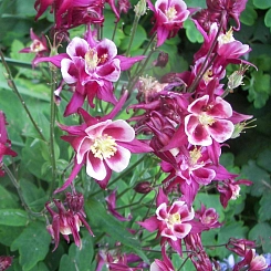 Аквилегия гибридная (водосбор) 'Винки Роуз Роуз'