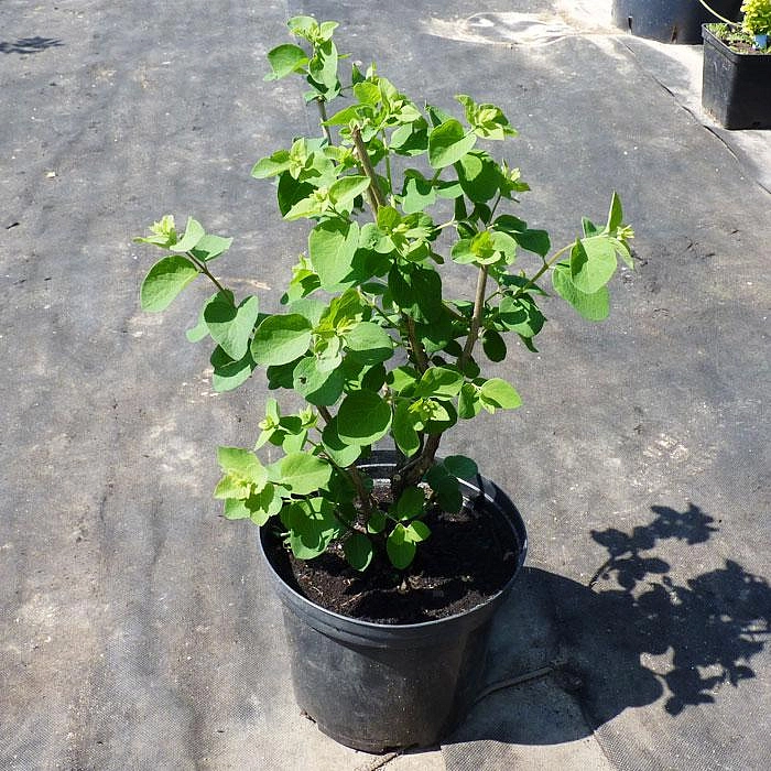 Снежноягодник Доренбоза 'Уайт Хедж'